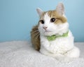 Orange Tabby Cat Portrait in Studio and Wearing a Bow Tie Royalty Free Stock Photo