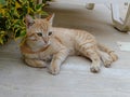 Orange Tabby Cat resting on the ground Royalty Free Stock Photo