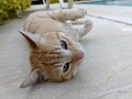 Orange Tabby Cat resting on the ground and posing to the camera