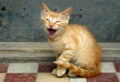 Orange tabby cat screaming Royalty Free Stock Photo