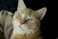 Orange Tabby Cat Royalty Free Stock Photo