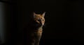 Orange Tabby Cat Sitting Dark Background Dramatic Lighting Royalty Free Stock Photo