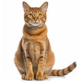 an orange tabby cat sitting in front of a white background Royalty Free Stock Photo