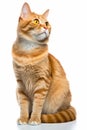 an orange tabby cat is sitting on a white background Royalty Free Stock Photo