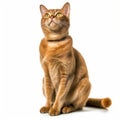 an orange tabby cat sitting on a white background Royalty Free Stock Photo