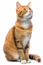 an orange tabby cat sitting on a white background Royalty Free Stock Photo