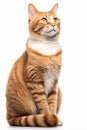 an orange tabby cat sitting on a white background Royalty Free Stock Photo