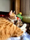 Orange tabby cat sleeping on blanket with tabby kitten. Royalty Free Stock Photo