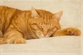 Orange tabby cat sleeping