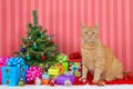 Orange tabby cat by small christmas tree Royalty Free Stock Photo