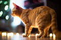 an orange tabby cat standing in front of a christmas tree Royalty Free Stock Photo