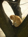 An orange cat on a tree Royalty Free Stock Photo