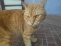 Orange Tabby Cat Standing on Tiled Floor with an Alert Expression Royalty Free Stock Photo