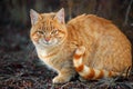 Orange tabby cat with striped tail sitting outside in the garden Royalty Free Stock Photo