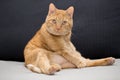 Orange tabby cat washing itself Royalty Free Stock Photo