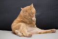 Orange tabby cat washing itself Royalty Free Stock Photo