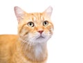 An orange tabby domestic shorthair cat with its left ear tipped, indicating that it has been spayed or neutered