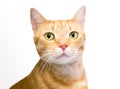 An orange tabby domestic shorthair cat looking sideways