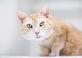 An orange tabby domestic shorthair cat sitting in a crouched position