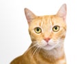 An orange tabby domestic shorthair cat with yellow eyes Royalty Free Stock Photo