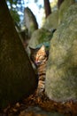 Orange tabby hiding behind a big rock in the forest, the cat was sticking out its tongue, licking its mouth and looking