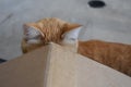 Orange Tabby Hiding Face Behind Corner of Box