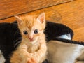 Orange tabby kitten deep in thought while laying on back Royalty Free Stock Photo