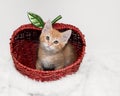 Orange tabby kitten inside apple basket