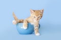 Orange tabby kitten sitting inside of a blue coffee mug Royalty Free Stock Photo