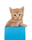 Orange tabby kitten sitting in a blue gift box, isolated Royalty Free Stock Photo