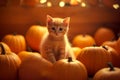 A orange tabby kitten sitting on pumpkin in farmhouse, cute ginger cat in autumn and harvest festival halloween and thanksgiving Royalty Free Stock Photo