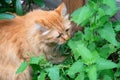 An orange Tabby Kitty is checking on his own catnip plantation in the garden