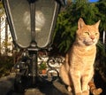 Orange tabby male cat portrait