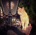 Orange tabby male cat portrait