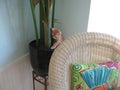Orange Tabby Polydactyl Kitten in a Planter