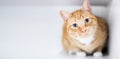 A tabby cat crouching and looking with a head tilt