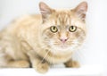 An orange tabby shorthair cat in a crouching position