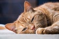 Orange tabby sleeping on the floor Royalty Free Stock Photo