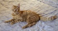 Orange Tabby Yellow Cat Lying on Bed Royalty Free Stock Photo