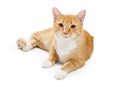 Orange Tabby Young Cat Lying Down Looking Forward Royalty Free Stock Photo