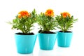 Orange Tagetes Royalty Free Stock Photo