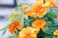 Orange tagetes. Orange flowers of tagetis. Blooming marigold. Drops on a green leaves of flowers Royalty Free Stock Photo