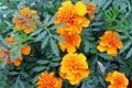 Orange tagetes. Orange flowers of tagetis. Blooming marigold. Drops on a green leaves of flowers Royalty Free Stock Photo