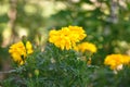 Orange tagetes Royalty Free Stock Photo