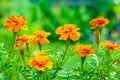 Orange tagetes marigold flowers on a background of green garden in blur shallow depth of field, bokeh Royalty Free Stock Photo