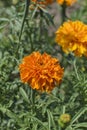 Orange Tagetes Marigold flowers on a background of green leaves Royalty Free Stock Photo