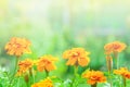 Orange tagetes marigold flowers, illuminated by summer sunlight Royalty Free Stock Photo