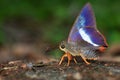 Orange tailed Awl butterfly