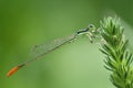 Orange tailed green Dragonfly/Damselfly/Zygoptera perches on green plant
