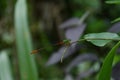 An Orange tailed marsh dart damselfly perched on a tiny stem